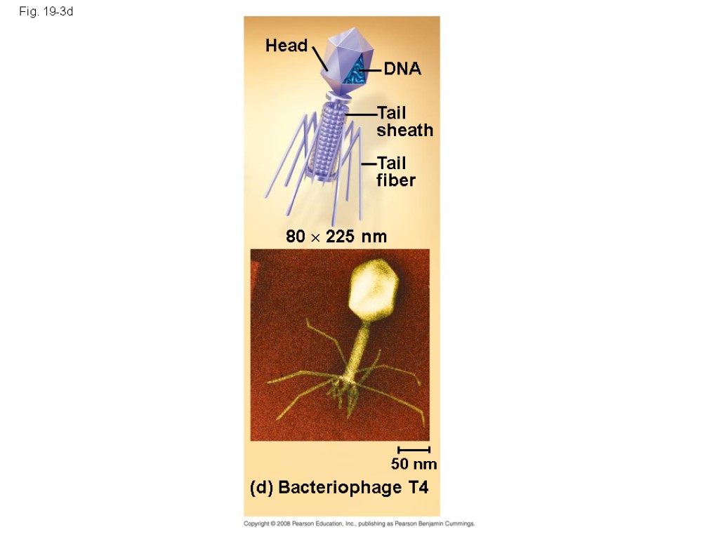 Fig. 19-3d Head DNA Tail sheath Tail fiber 80  225 nm 50 nm